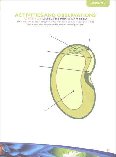 Apologia - Exploring Creation With Botany (Notebooking Journal) - Image 6