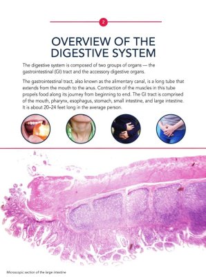 MasterBooks - Wonders Of The Human Body (Vol. 2) - Image 4